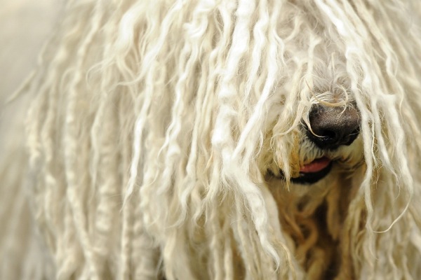 Close up photo of Komondor breed dog wearing dreadlocks. Posted on I Love You in the news:Hair that talks, on the blog I love you often...just not always about love and relationships and other good stuff written by julie and jennie