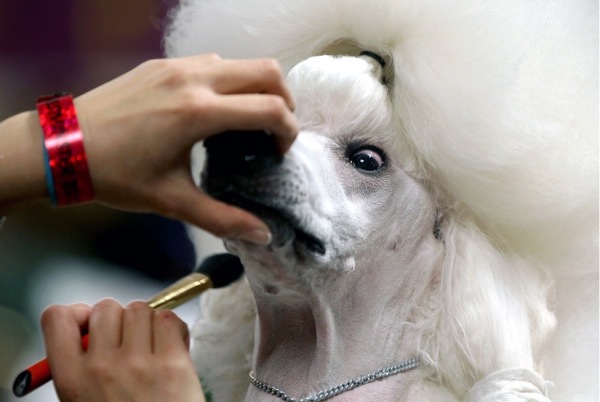 Photo of Sophie the standard poodle at the 136th annual Westminster dog show getting fluffed and buffed. Post on the silent messages we send on the I love you often...just not always blog about love and relationships and other good stuff written by julie and jennie